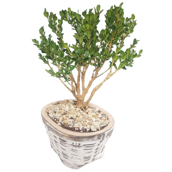 Bonsai Tree African Boxwood - Planted In Stunning Handmade Clay Pot