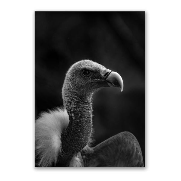 Vulture Canvas - Home Decor Wall Art with a Solid Wood Frame