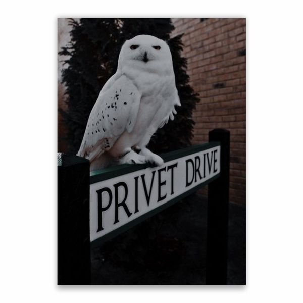 Hedwig Privet Drive Poster - A1