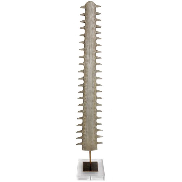 Sawfish Tusk