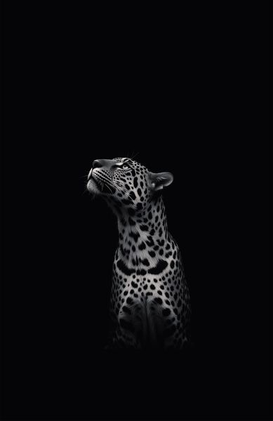 Wall Art Canvas - Black and White Leopard Looking Up