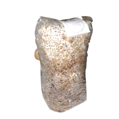 Lion's Mane Home Growing Mushroom Kit ( 2kg+ ) Image