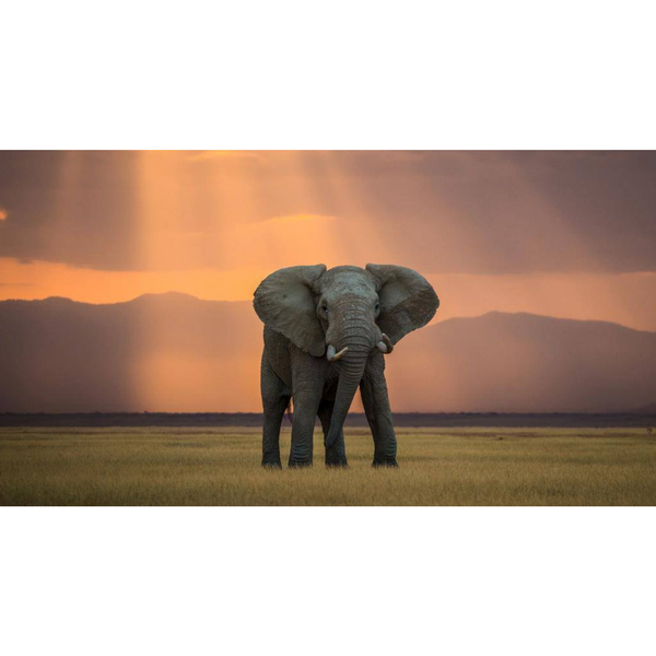 Canvas Wall Art - 1000 x 550 - Elephant Sunrise