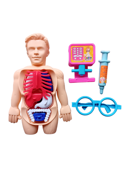 3D Human Organ Anatomical Assembly Model