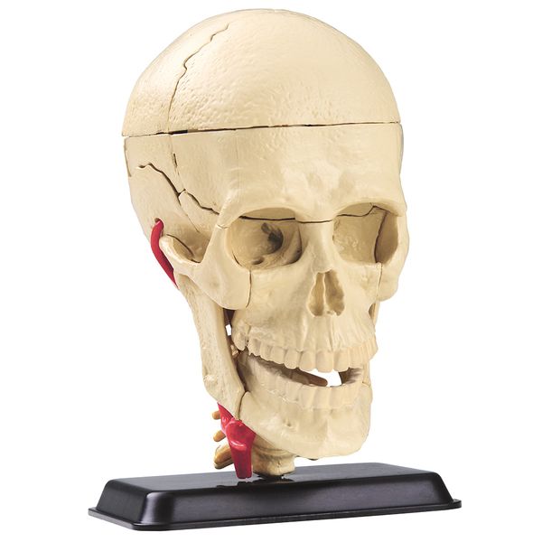 Edu-Science Anatomy Model: Cranial Nerve Skull