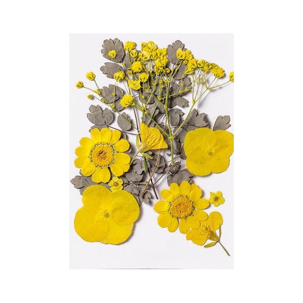 Pressed Dried Flowers, Style 8.4