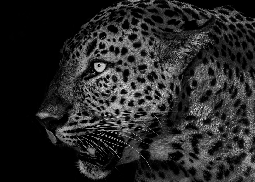Wall Art Canvas - Leopard Black and White | Shop Today. Get it Tomorrow