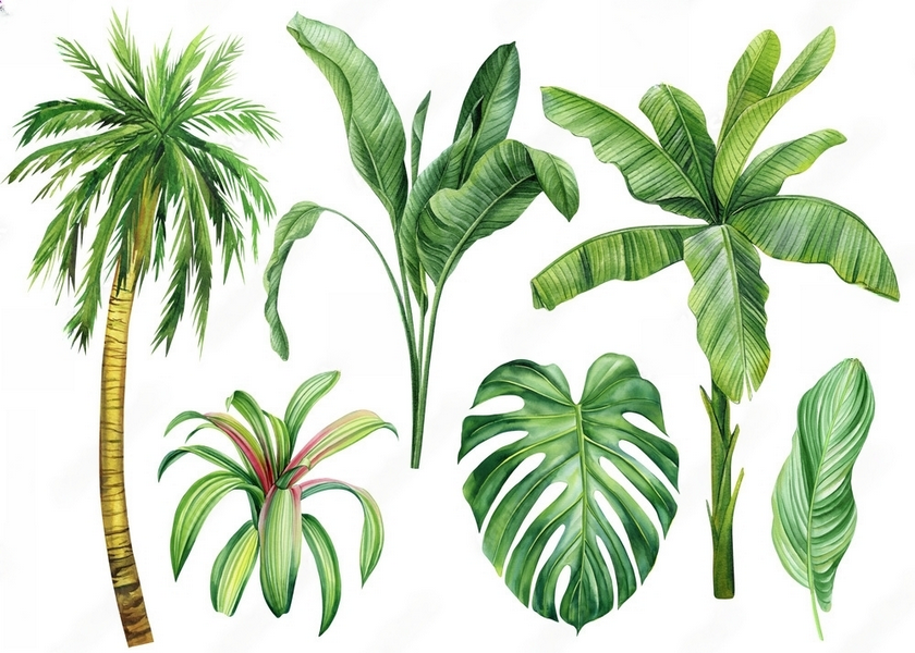 Poster (Unframed) Palm Tree and Tropical Plants Shop Today. Get it