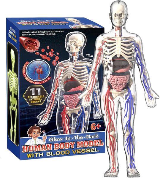 Human body model 4D