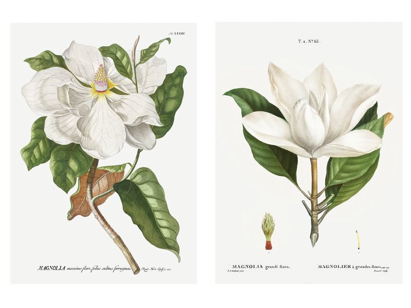 A1 Artist Sketch Paper Prints - White Magnolias Set Of 2