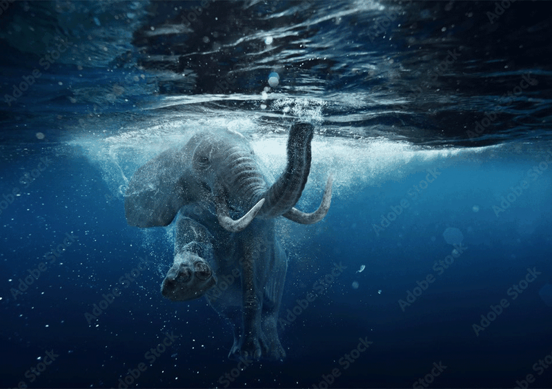 Wall Art Canvas - Elephant Swimming