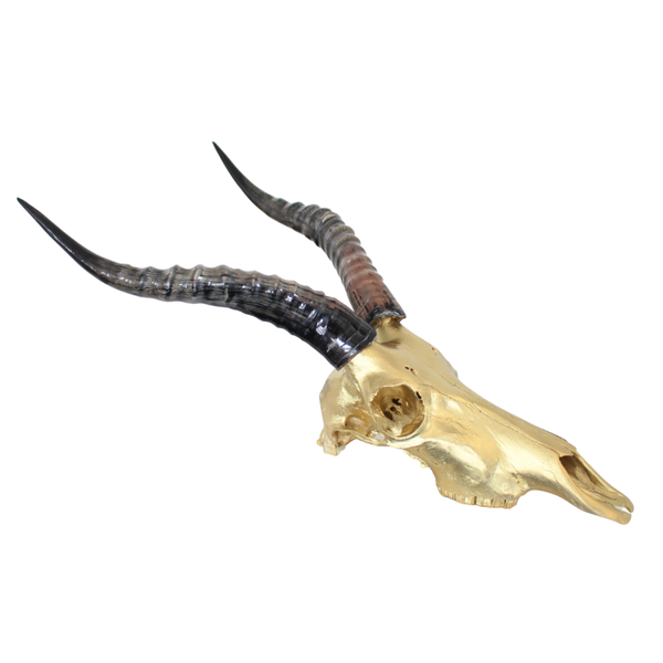 Natural Blesbok Skull Wall Mount Gold