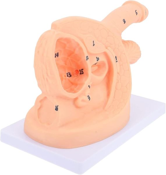 Male Catheterization Training Manikin for Medical Education