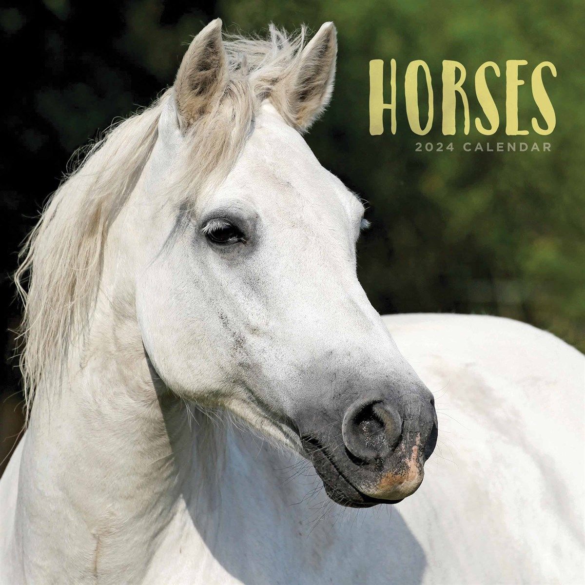 Horses Wall Calendar 2024 Shop Today Get it Tomorrow takealot com