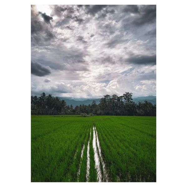 Wet Farmland View - A1 Poster