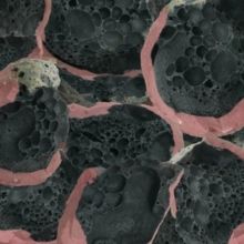 Say Laura (CD / Album)