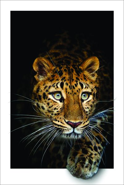 Crawling Tiger Canvas Print Wall Art