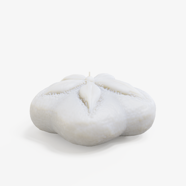 Pansy Shell (Sand Dollar) Candle
