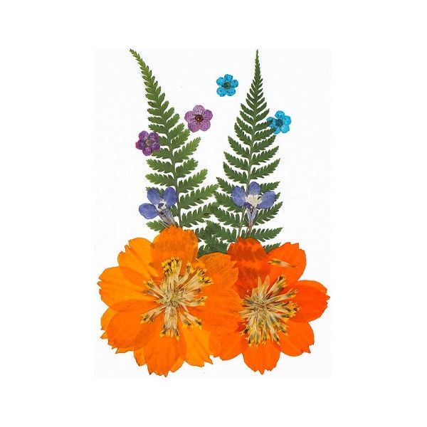 Pressed Dried Flowers, Style 12.3