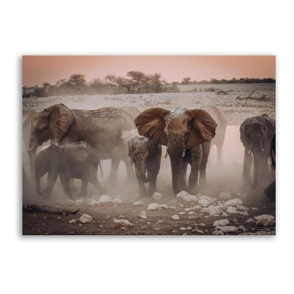 Elephants in Field Canvas Animals Wall Art