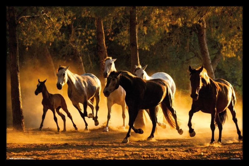 Andalusian Horses Poster with Black Frame