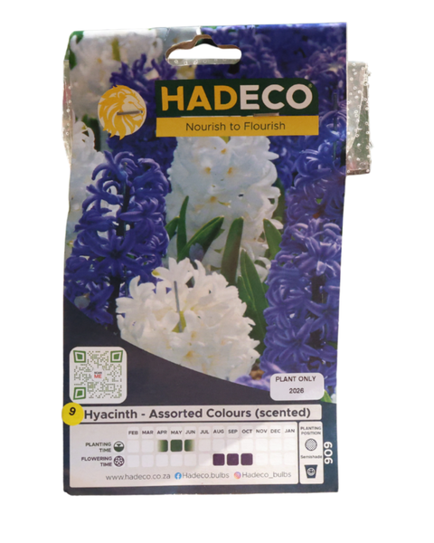 Hyacinths Assorted - Blue and White - 9 bulbs p-pack
