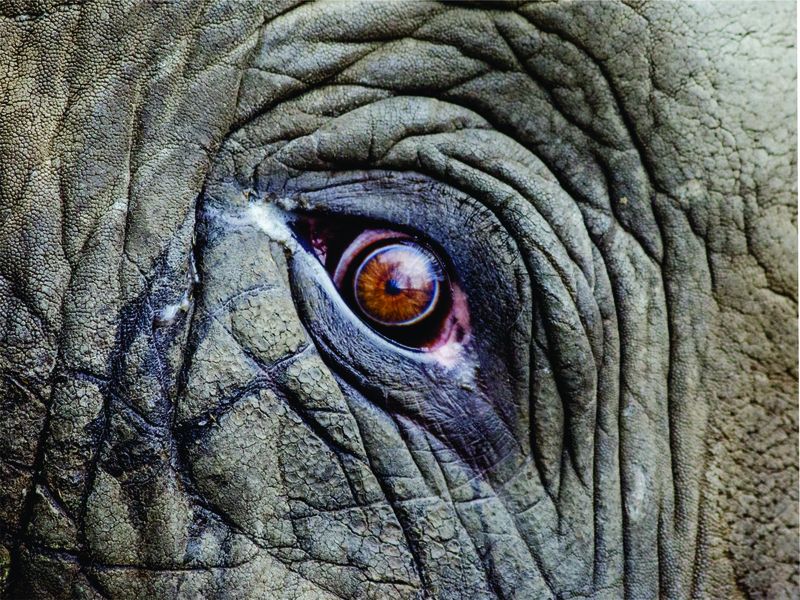 Laptop Skin - Sticker - Elephants Eye