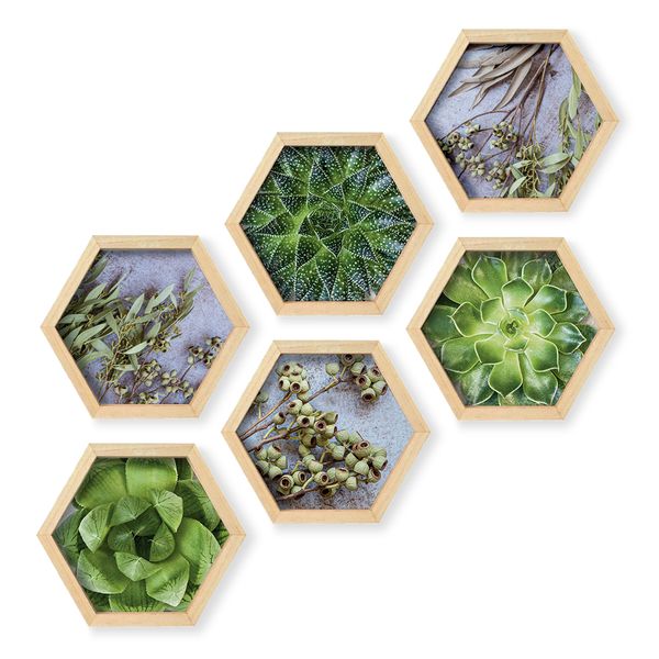 Cape Art Wall Art Pine Hex 6 Piece Collage - Succulent Garden