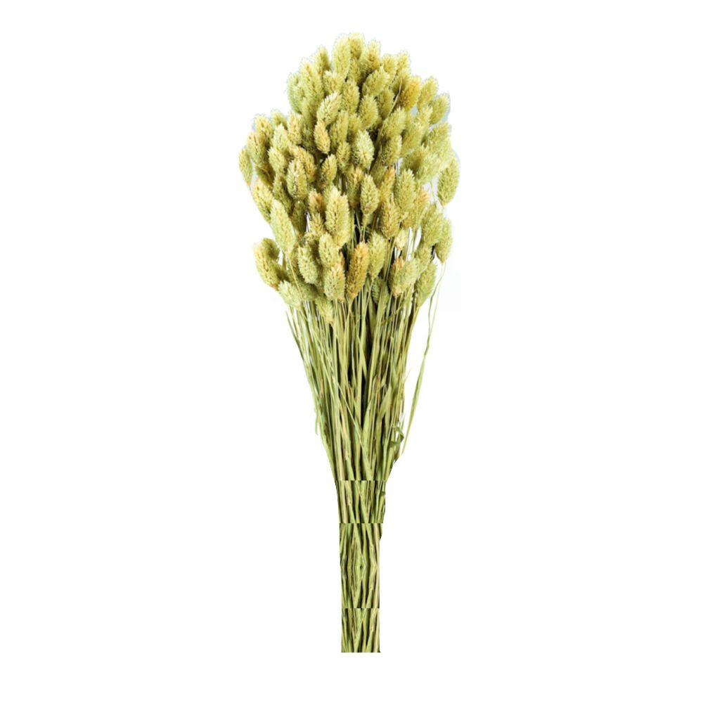 Home Garden Decor Green Natural Dried Foxtail Grass Bundle of 50 | Shop ...