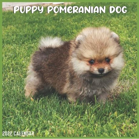 Pomeranian Puppy 2022 Calendar: Official Pomeranian Dog Breed 2022 Calendar 16 Months | Buy Online In South Africa | Takealot.com