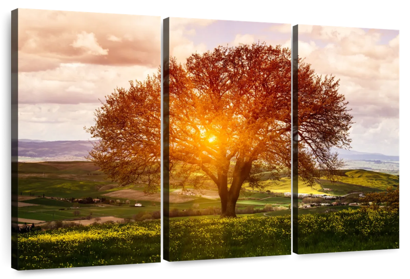 Canvas Art - Sunlight Tree 3 Piece Canvas Wall Art Living Bedroom Decor