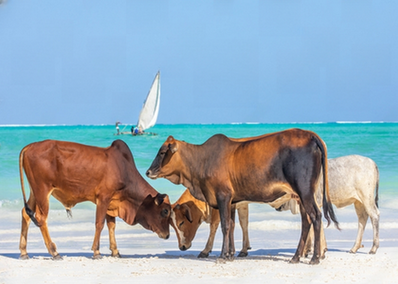 Canvas Wall Art - Cows On The Beach Of Zanzibar Relaxing
