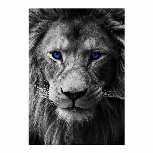 Blue Eye White Lion - A1 Poster