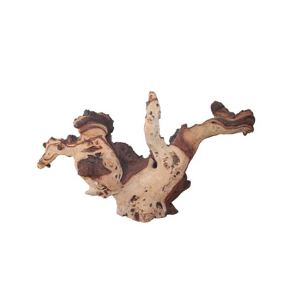 Natura Mopane Root