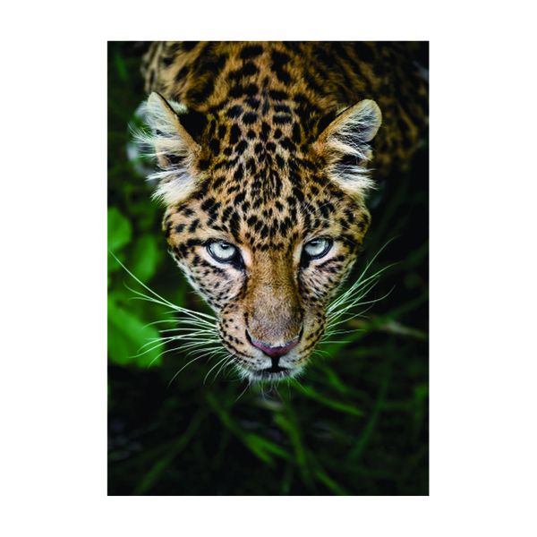 Cheetah Full portrait - A1 poster