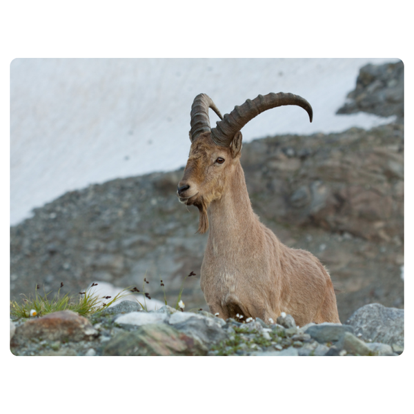 Goat In Mountain Printed Mouse Pad