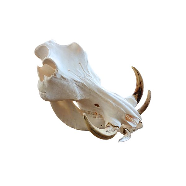 Warthog Skull | Wild African Character for Your Space