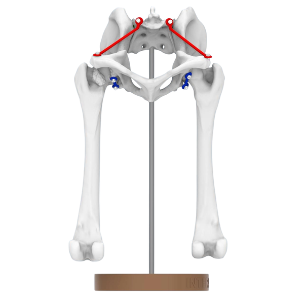 Canine Hip Joint - Life size Joint Demonstration Anatomy Model