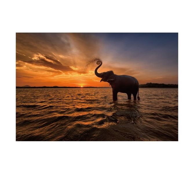Elephant Sunset Canvas Print - Multicoloured (600 x 900mm)