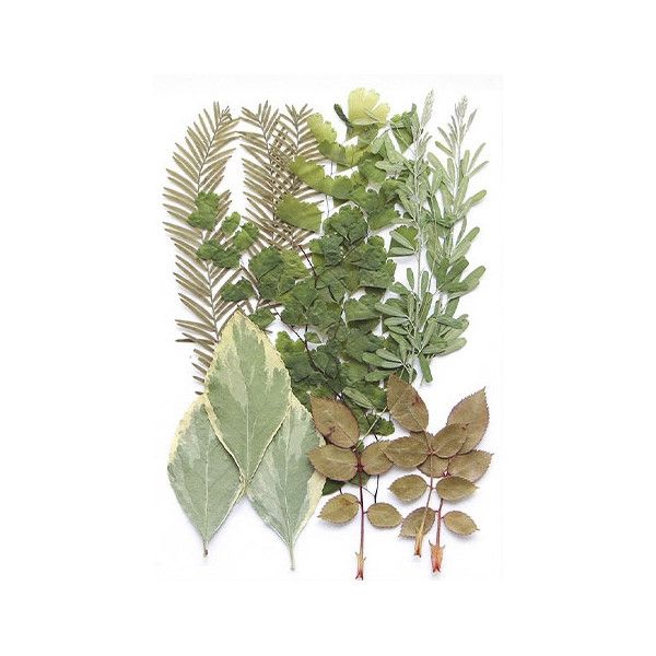 Pressed Dried Flowers - Greenery, Style 1