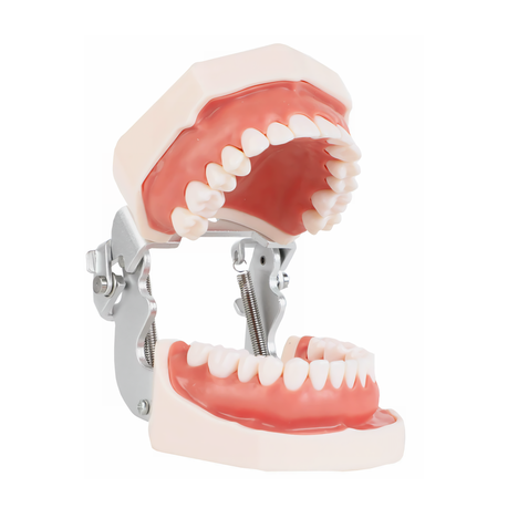 Removable Dental Teaching Model - 1:1 Realistic Teeth Model Image