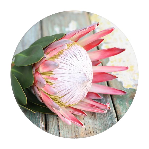 King Protea Round Mouse Pad