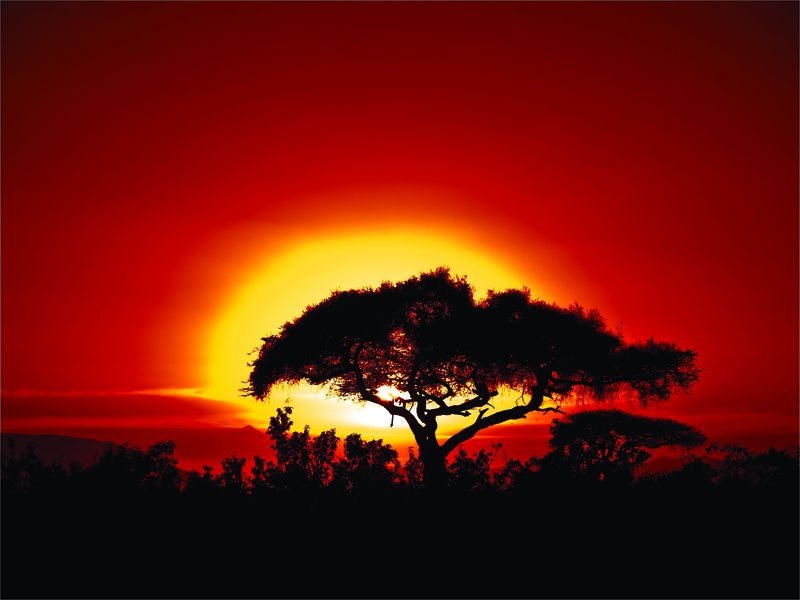 Laptop Skin - Sticker - African Sunset