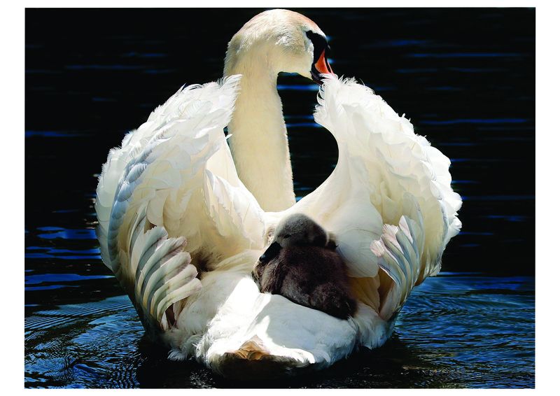 Laptop Skins - Swan with Baby - Stickers - Vinyl