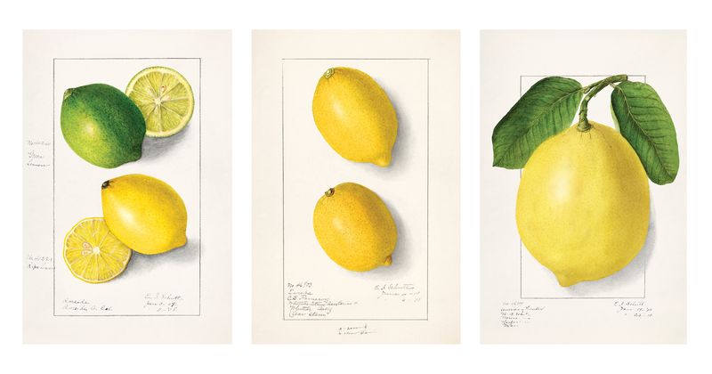 A3 Artist Sketch Paper Prints - Zesty Lemons - set of 3
