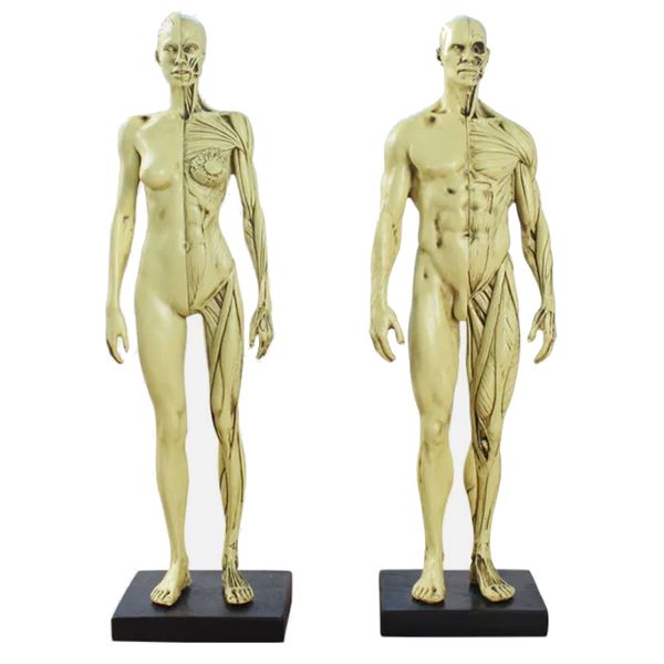 Hobby Female and Male Muscle Skeletal Anatomical Structural Models - 30cm