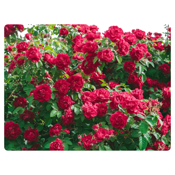 Pink Rose Bush Printed Mouse Pad
