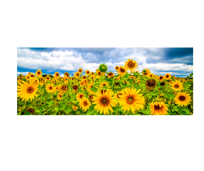 Sunflower Field Full Desk XL Gaming &amp; Office Mouse Pad