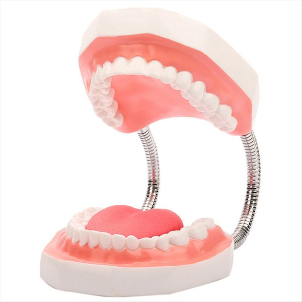 Teeth Mouth Model 6 x Enlarged with Hinge Pvc Speech Therapy Tool