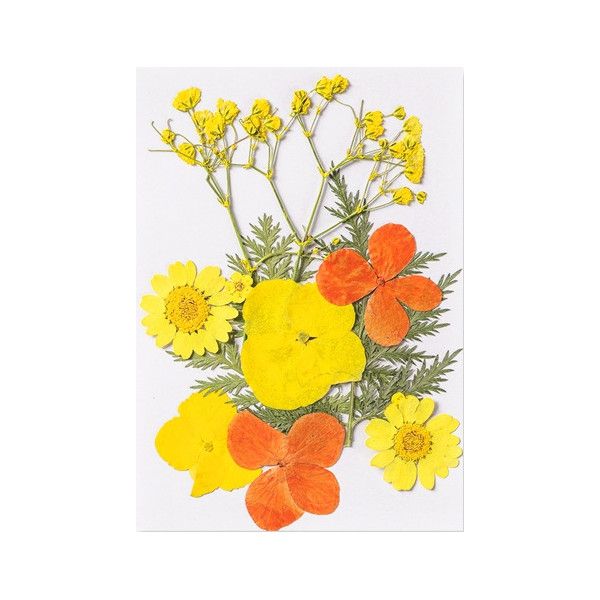 Pressed Dried Flowers, Style 8.3